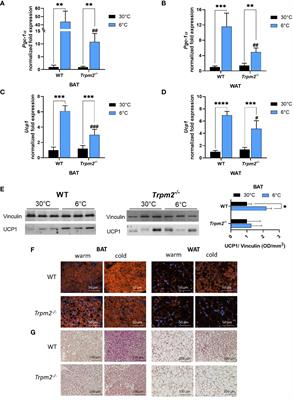 The TRPM2 ion channel regulates metabolic and thermogenic adaptations in adipose tissue of cold-exposed mice